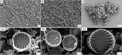 Functionalization of Frustules of the Diatom Staurosirella pinnata for Nickel (Ni) Adsorption From Contaminated Aqueous Solutions